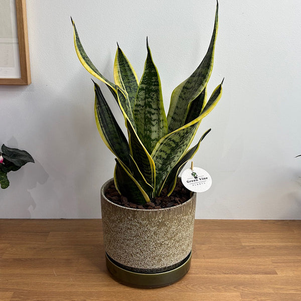 Superba Snake Plant in Large Pollock Pot Limestone