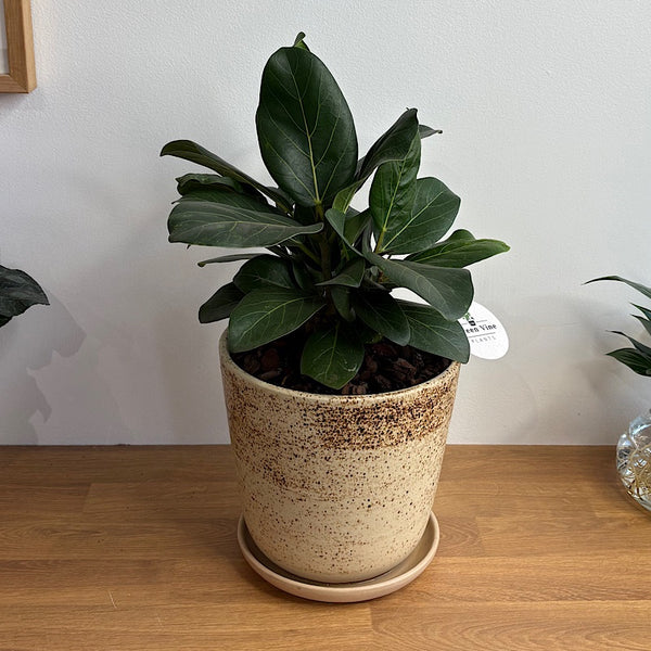 Ficus Audrey in Large Gerti Speckle Pot