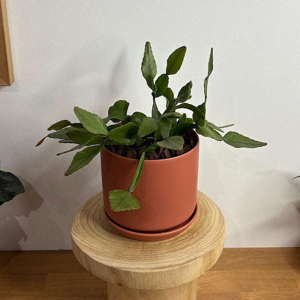 Rhipsalis Elliptica in Medium Oslo Pot Sienna
