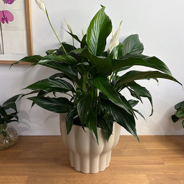 Peace Lily in X-Large Naku Pot Putty