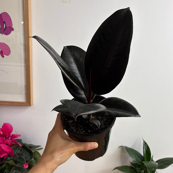 Ficus Elastica Burgundy 140mm