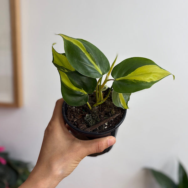 Philodendron Hederaceum Brasil 105mm
