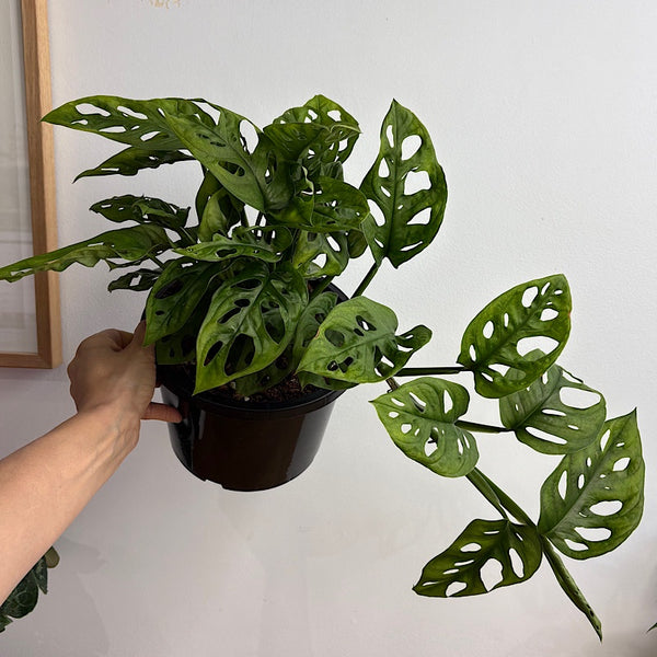 Monstera Adansonii Monkey Mask 190mm