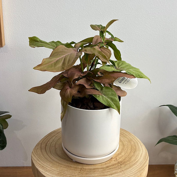 Syngonium Pink Beauty in Small Oslo Pot White