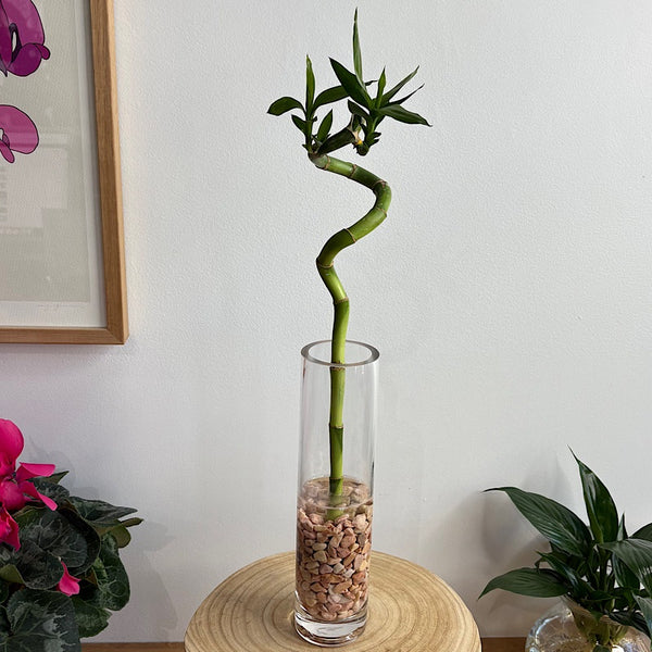 Curly Lucky Bamboo Stem in Vase with Pebbles