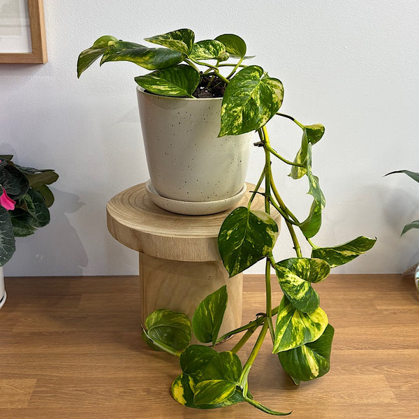 Devil's Ivy Pothos in Medium Gerti Speckle Pot White Speckle