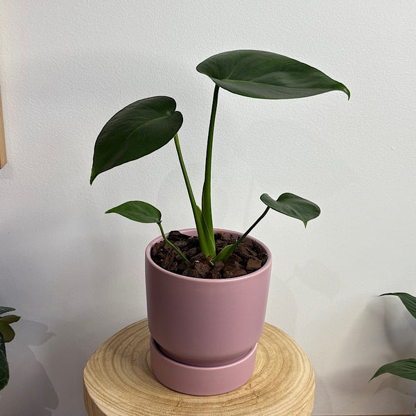 Monstera Deliciosa in Small Stockholm Pot Mallow