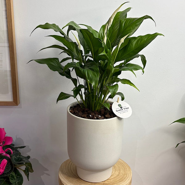 Peace Lily in Large Comet Planter Oatmeal