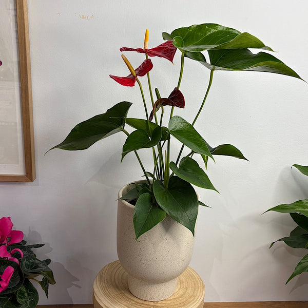 Anthurium Flamingo Flower Red in Rhett Pedestal Pot
