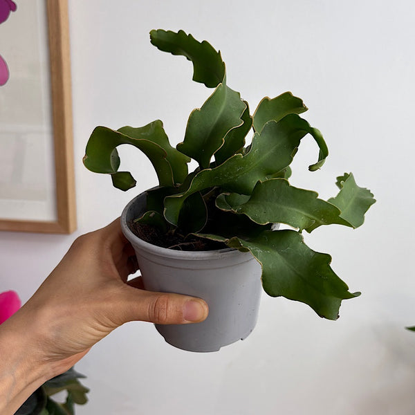 Epiphyllum Guatemalense Monstrose Curly Sue 105mm