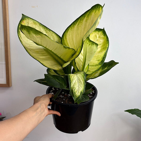 Dieffenbachia Tropic Marianne 200mm