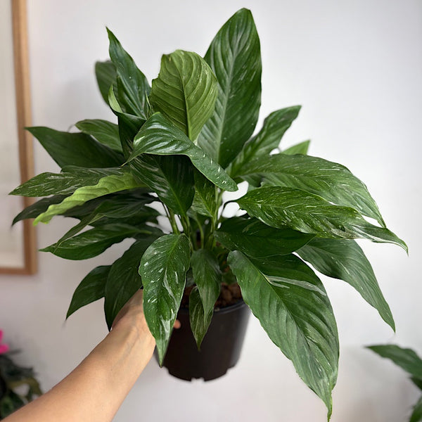 Spathiphyllum Jet Diamond Variegated Peace Lily 200mm