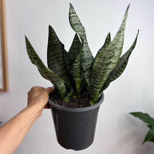 Sansevieria Trifasciata Robusta Snake Plant 180mm