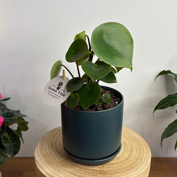 Peperomia Polybotrya Raindrop in Small Oslo Navy