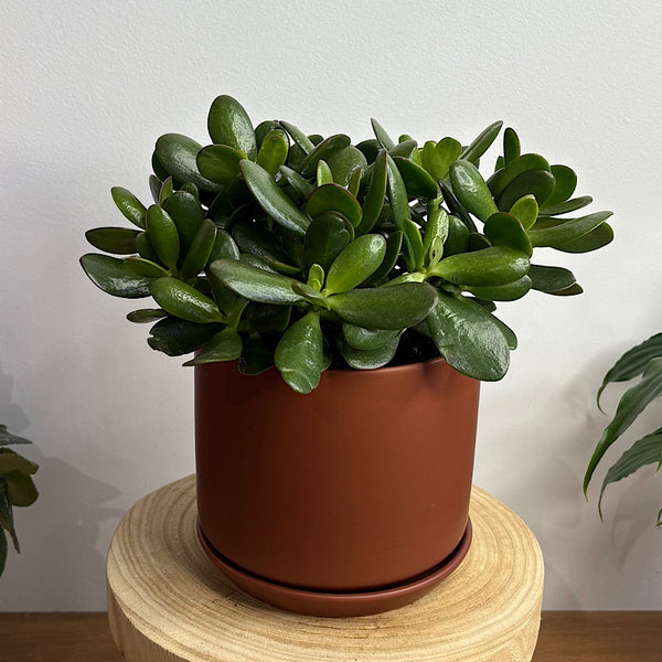 Crassula Ovata Succulent in Medium Oslo Pot Brick