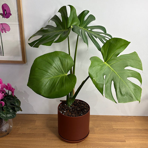 Monstera Deliciosa in Large Oslo Pot Brick