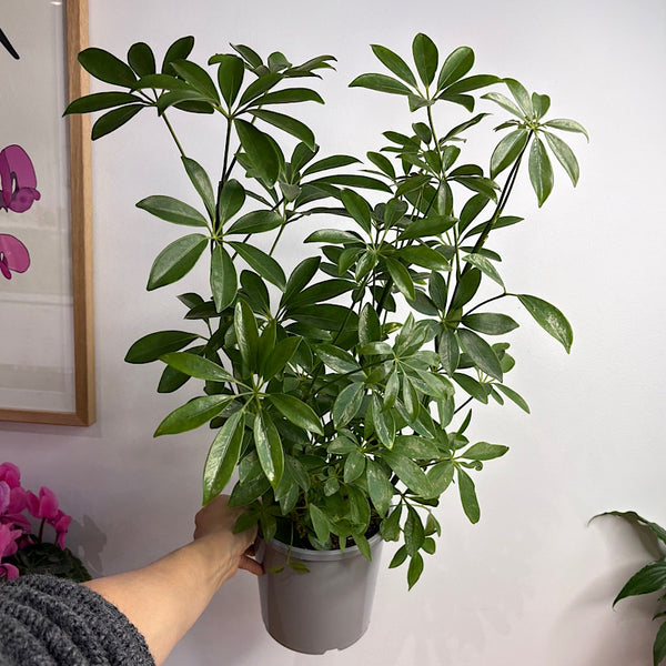 Schefflera Arboricola Dwarf Umbrella Tree 170mm