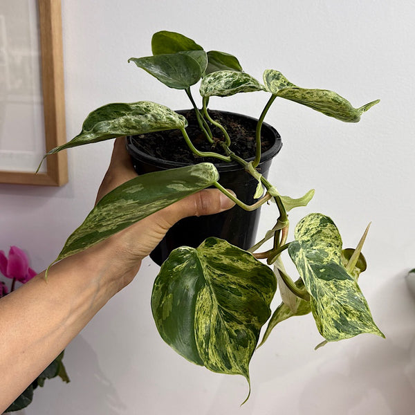 Philodendron Cordatum Variegated Heart Leaf 130mm