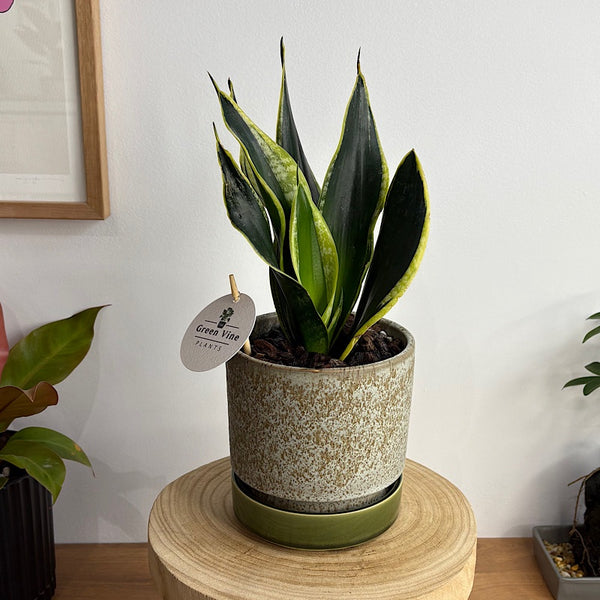Sansevieria Snake Plant in Small Pollock Pot Limestone