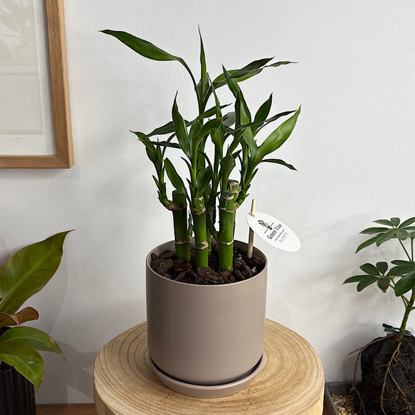 Lucky Bamboo in Small Oslo Pot Fog