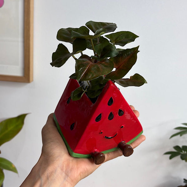 Syngonium in Winnie Watermelon Pot