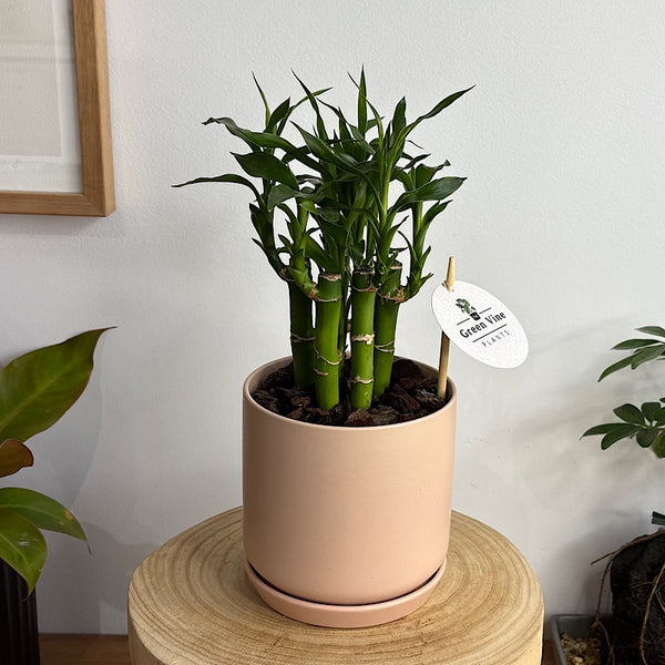 Lucky Bamboo in Small Oslo Pot Peach Pink