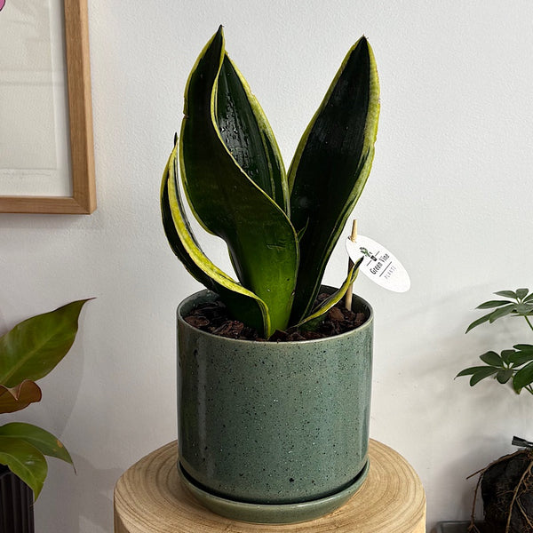 Sansevieria Snake Plant in Medium Oslo Pot Agave