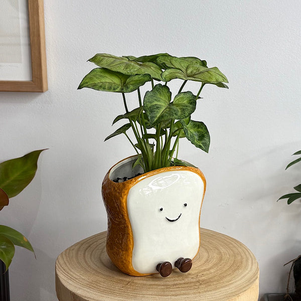 Syngonium in Teddy Toast Pot