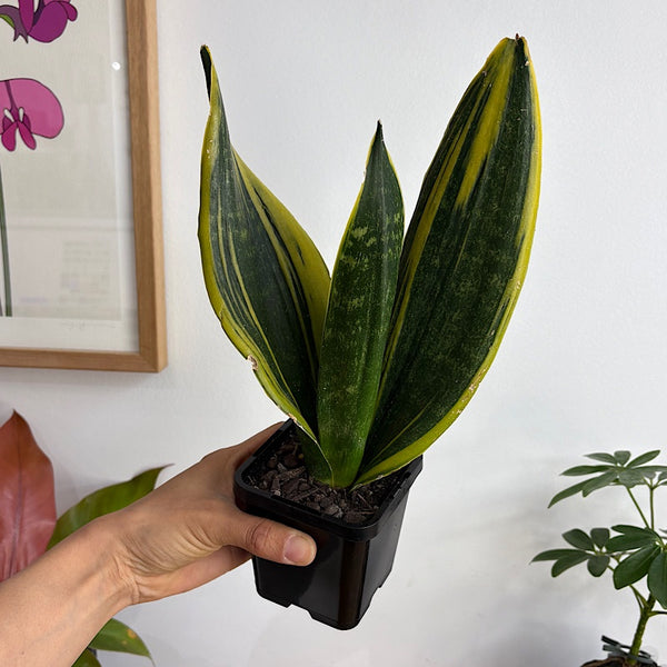Sansevieria Golden Flame Snake Plant 100mm