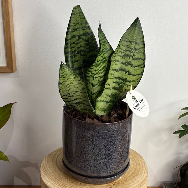 Sansevieria Snake Plant in Medium Oslo Pot Licorice
