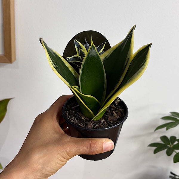 Sansevieria Lotus Hahnii Snake Plant 80mm