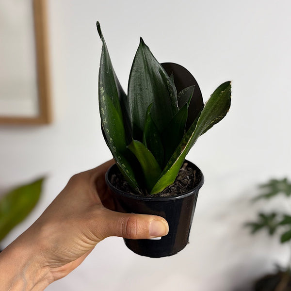 Sansevieria Whitney Hahnii Snake Plant 80mm