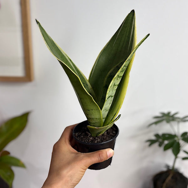 Sansevieria Trifasciata Snow Snake Plant 80mm