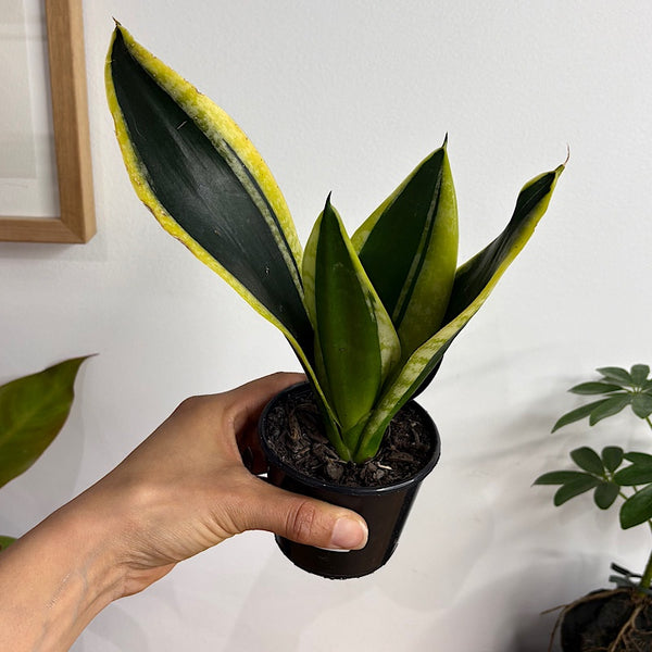 Sansevieria Trifasciata Black Gold Snake Plant 80mm