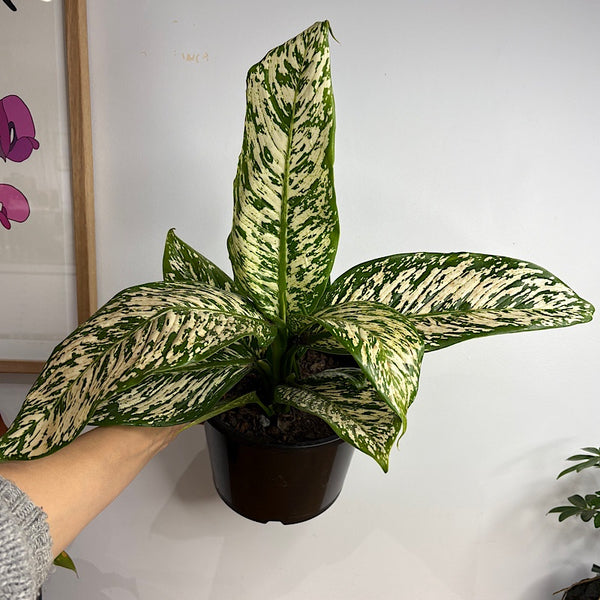 Dieffenbachia White Blizzard 200mm