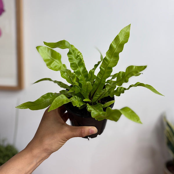 Asplenium Birds Nest Fern 100mm