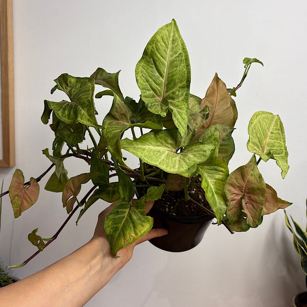 Syngonium Margarita 155mm