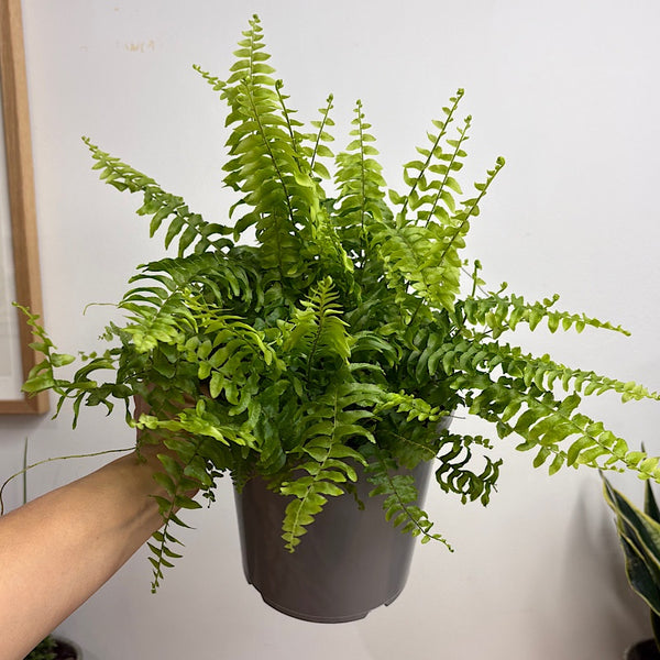 Nephrolepis Exaltata Boston Fern 170mm