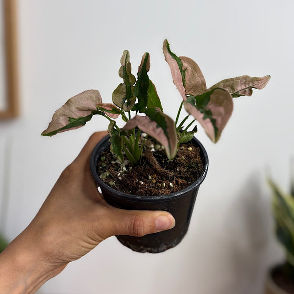 Syngonium Pink Lava 100mm