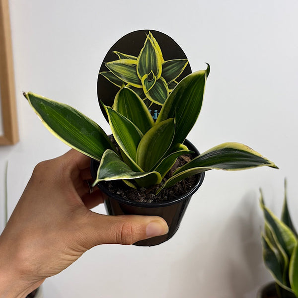 Sansevieria Gold Lime Hahnii Snake Plant 80mm