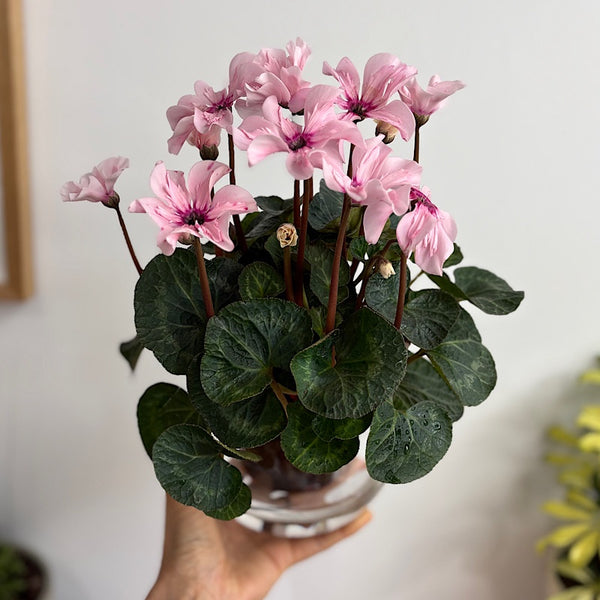 Cyclamen Illusia Pink in Medium Self Watering Glass Pot