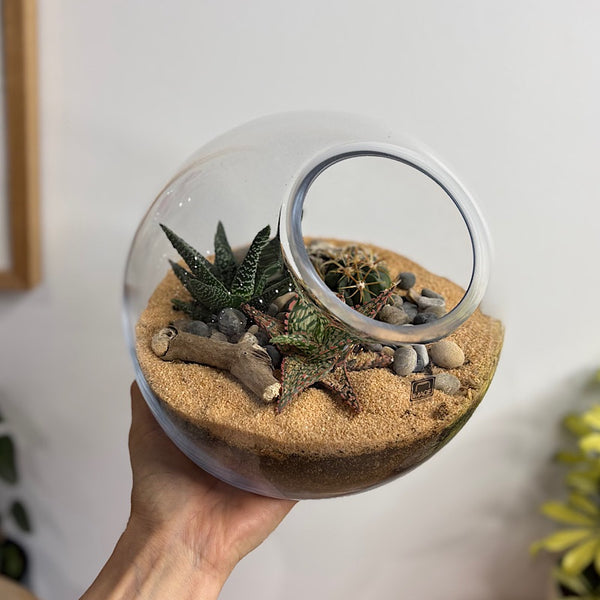 Open Cut Orb Succulent Terrarium Medium