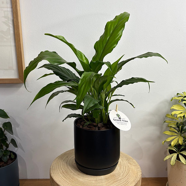 Peace Lily in Small Oslo Pot Black