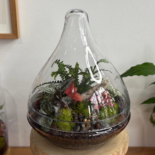 Large Luka Teardrop Dome Lush Terrarium #2608