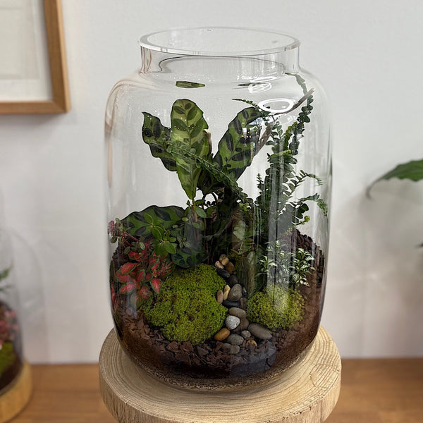 X-Large Globe Terrarium with Lush Forest #2508