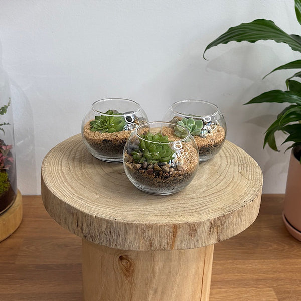 Small Orb Succulent Terrarium