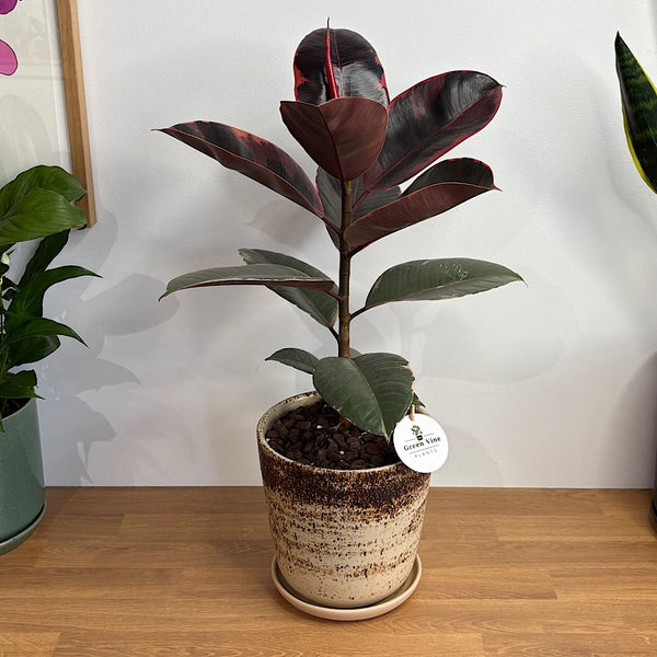 Ficus Ruby in Large Gerti Pot Cookies & Cream