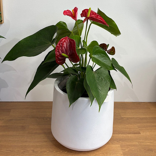 Anthurium Flamingo Flower Red in Modestone Pot White