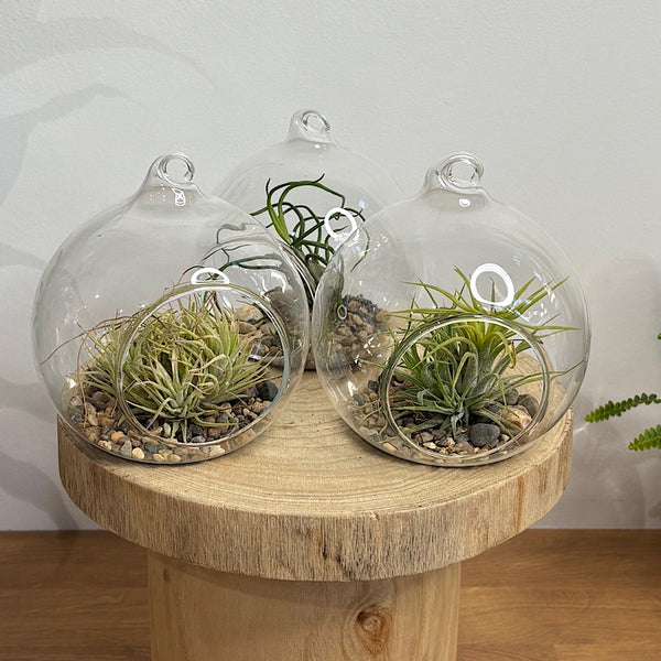 Hanging Glass Terrarium with Tillandsia Air Plant
