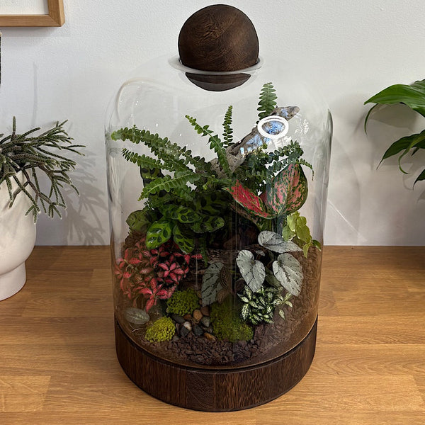 Jumbo Helga Terrarium with Lush Forrest with Timber Base and Ball #0209